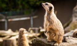 What are Meerkat and Periscope?