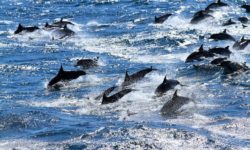Captivating footage reveals the power of modern video capability